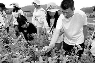 福建绿茗茶业公司董事长陈陈贻琪(右一)与福州茉莉花茶文化之旅察看花田。.jpg