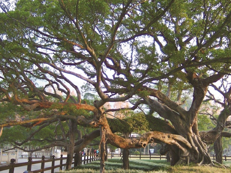 福州森林公园榕树王.JPG